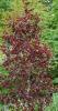Betula pendula purpurea c30 200/+ mesteacan