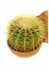 Grusoni echinocactus p15 h25 cactus-arici