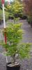 Acer japonicum aureum c18 100/+ artar