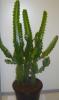 Euphorbia su acrurensis/lactea cristata p19 h65