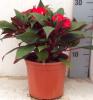 Impatiens new guinea p12 h22 sporul