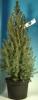 Picea glauca conica p23 h85 molid