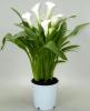 Zantedeschia p14 h60 cala