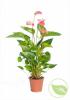 Anthurium an secret love p12 h45 planta flamingo &lt;&gt;