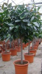 Ficus elastica robusta toef p35 h180
