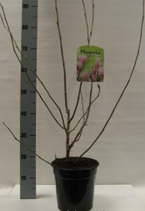 Magnolia soulang. alba 100/125 c18