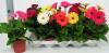 Gerbera mixed p12 h25