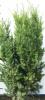 Taxus baccata c70  h175 tisa