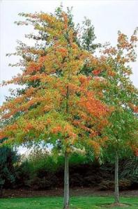 Quercus palustris/rubra c30 8/10 stejar