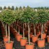 Photinia fraseri red robin c15 40/50  1/2 st