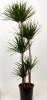 Dracaena marg.120-90-60-30-20 p31