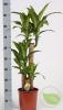 Dracaena mass. 3pp p27 h160