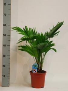 Livistona rotundifolia p17 h55 palmier chinezesc