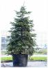 Abies nordmanniana c350 350-400 brad