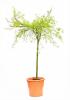 Acer pal. dissectum viridis c18 50/60 1/2 artar