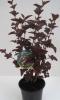 Physocarpus opulif. diablo c18