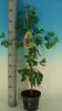 Ginkgo biloba c35 8-10 copacul vietii
