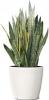 Sansevieria trifasciata laurentii 3 pp p25 h65 cn