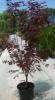 Acer palmatum fireglow 120/140 c30