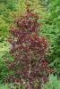 Betula pendula purpurea c18 250-300 mesteacan