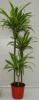 Dracaena lemon 603015 3pp p21 h120