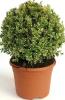 Buxus semp. variegata pc25 80/100 merisor