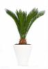 Cycas  p29 h80