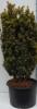 Taxus baccata fastigiata aurea c70 160-180 tisa