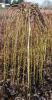 Salix caprea pendula c7.5 125 1/2st un