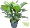 Aglaonema stripes p17 h65