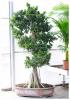 Ficus mi overig p43 h160