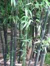 Bambusa nigra c30 200-250 bambus