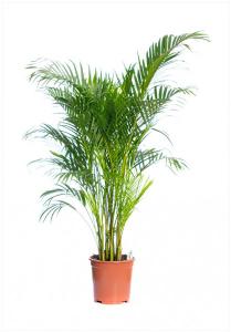 Areca p34 h210 palmierul exotic
