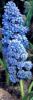 Hyacinthus /crocus/ muscari p7