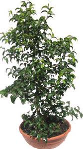 Ficus be wiandi p21 h45