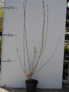 Viburnum plic. watanabe c10 60/80 calin