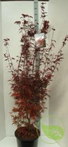 Acer rubrum 16/18  c110 artar