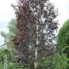 Betula pendula purpurea c90 250-300 mesteacan