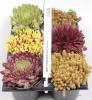 Rotsplanten mix sedum p9 h10 plante de rocarie