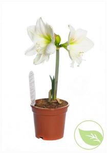 Amaryllis mixed p13 h30 crin