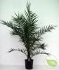 Phoenix roebelinii p27 h180 palmier