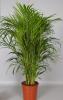 Areca (chrysalidocarpus lut) p45 h270 palmierul exotic