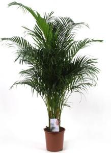 Areca p32 h180 palmierul exotic