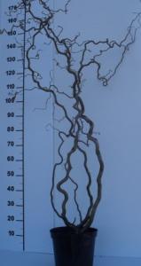 Corylus avellana contorta pc18 8-10 1/2 alun