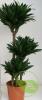 Dracaena compacta p21 h100