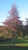 Quercus palustris 30/35 stejar de balta