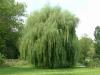 Salix babilonica pendula 40/45 salcie