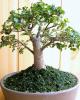 Zelcova p22 h60 bonsai