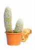 Cactus ov.coryne/palen mix/senilus p22 h50