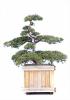 Taxus cuspidata bonsai 160/170 tisa